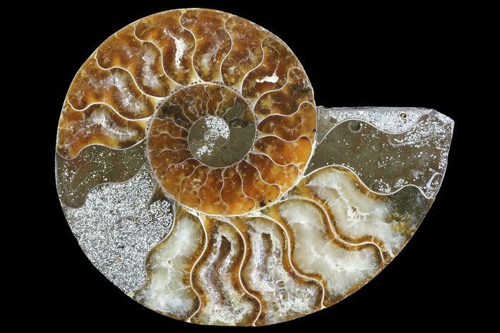 Agatized Ammonite Fossil (Half) - Madagascar #83796